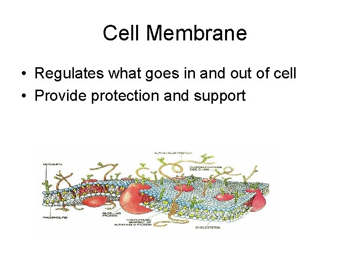 Cell Membrane • Regulates what goes in and out of cell • Provide protection