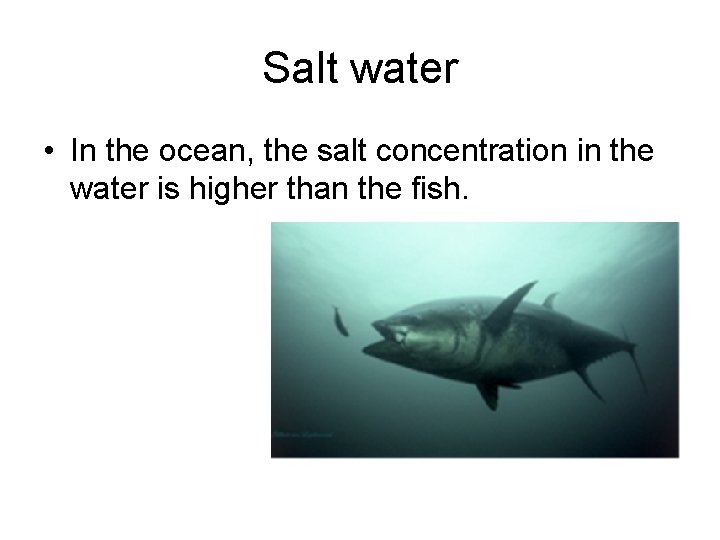 Salt water • In the ocean, the salt concentration in the water is higher