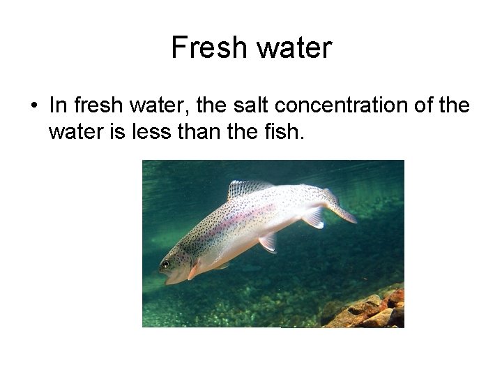 Fresh water • In fresh water, the salt concentration of the water is less