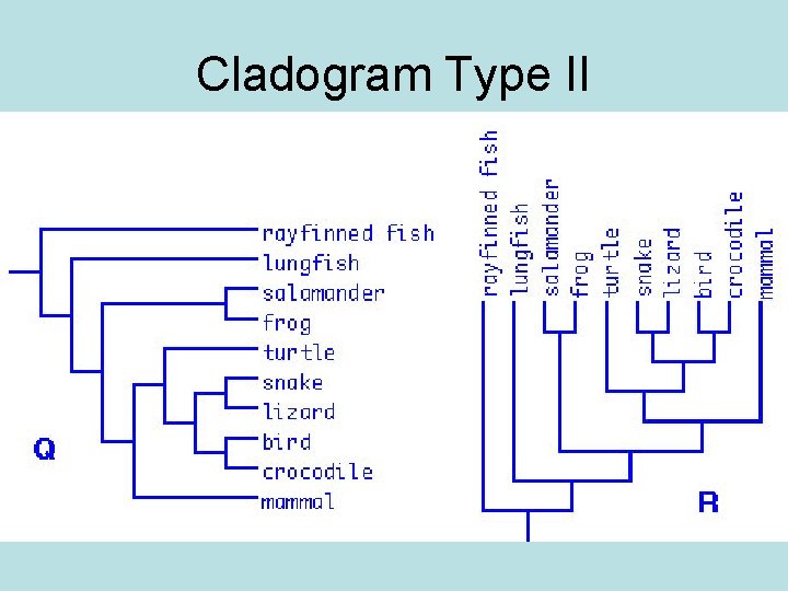 Cladogram Type II 