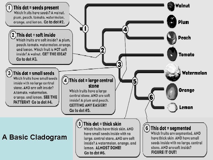 A Basic Cladogram 