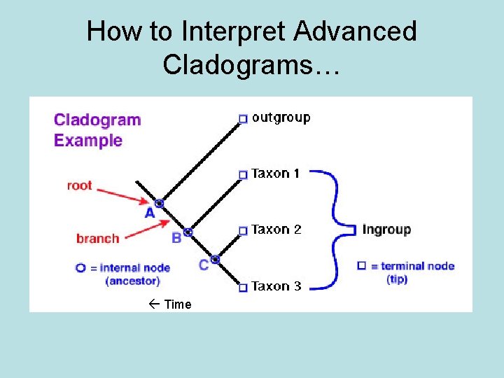 How to Interpret Advanced Cladograms… Time 