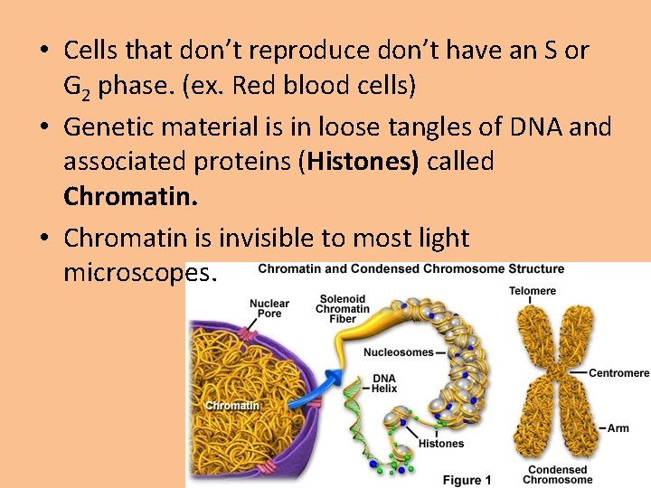  • Cells that don’t reproduce don’t have an S or G 2 phase.