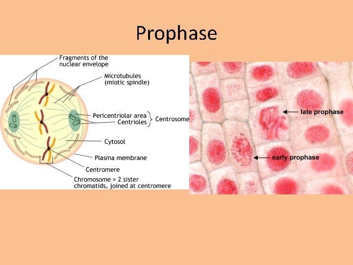 Prophase 