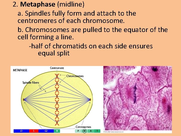 2. Metaphase (midline) a. Spindles fully form and attach to the centromeres of each