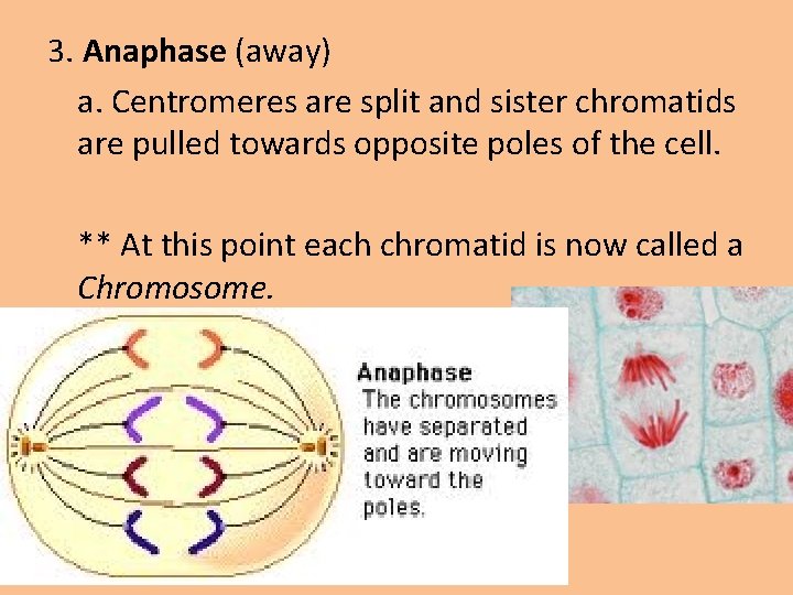 3. Anaphase (away) a. Centromeres are split and sister chromatids are pulled towards opposite