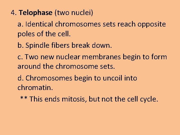 4. Telophase (two nuclei) a. Identical chromosomes sets reach opposite poles of the cell.