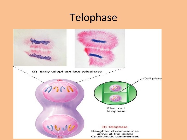 Telophase 