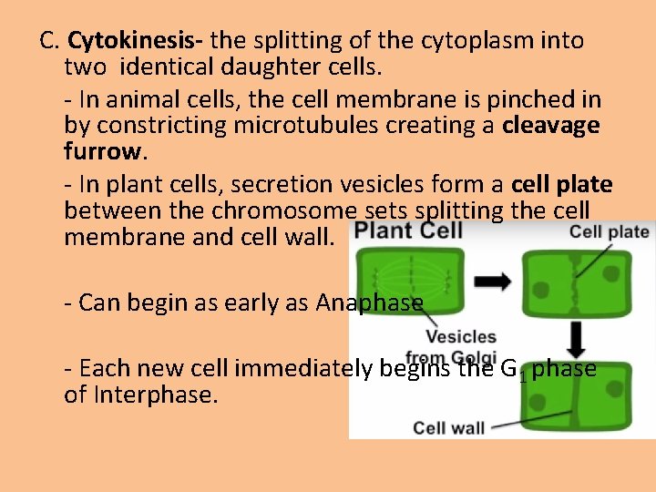 C. Cytokinesis- the splitting of the cytoplasm into two identical daughter cells. - In