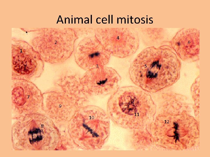 Animal cell mitosis 4 2 6 1 3 5 7 9 10 8 11