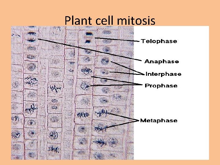 Plant cell mitosis 