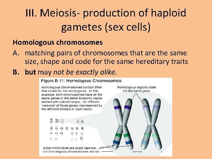 III. Meiosis- production of haploid gametes (sex cells) Homologous chromosomes A. matching pairs of