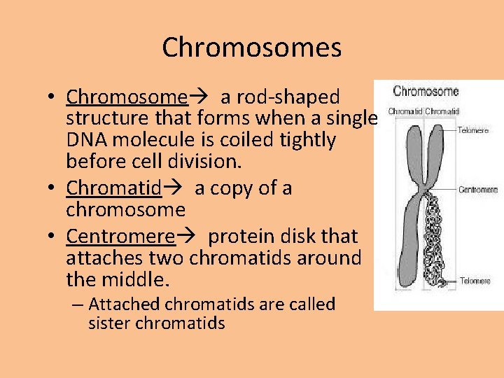 Chromosomes • Chromosome a rod-shaped structure that forms when a single DNA molecule is