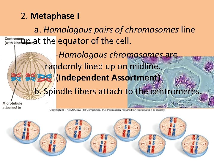 2. Metaphase I a. Homologous pairs of chromosomes line up at the equator of