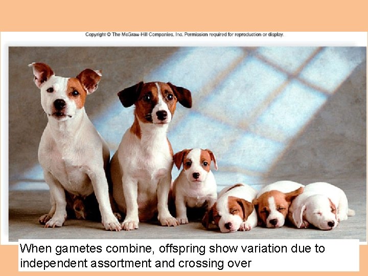 When gametes combine, offspring show variation due to independent assortment and crossing over 