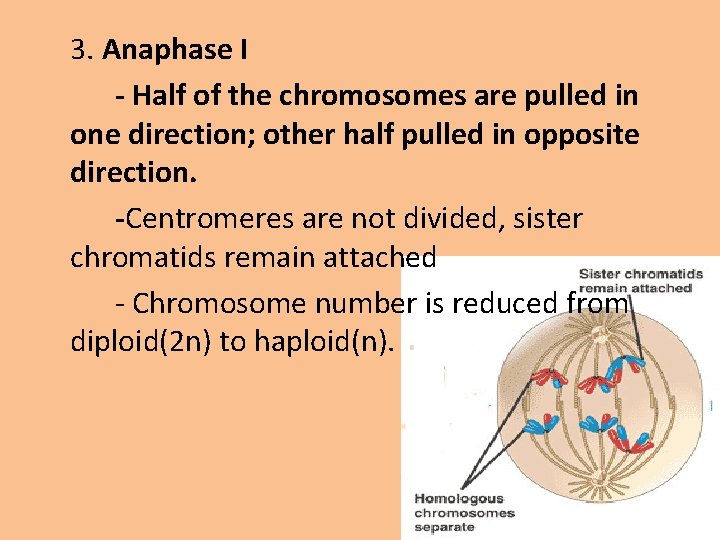 3. Anaphase I - Half of the chromosomes are pulled in one direction; other