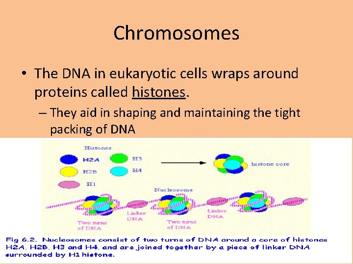 Chromosomes • The DNA in eukaryotic cells wraps around proteins called histones. – They