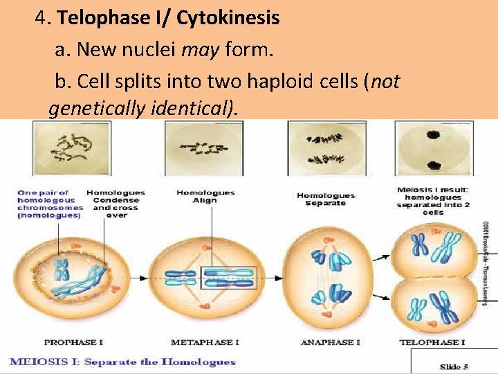 4. Telophase I/ Cytokinesis a. New nuclei may form. b. Cell splits into two
