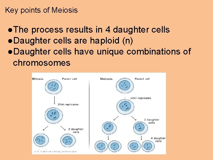 Key points of Meiosis ●The process results in 4 daughter cells ●Daughter cells are