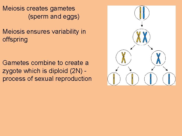 Meiosis creates gametes (sperm and eggs) Meiosis ensures variability in offspring Gametes combine to