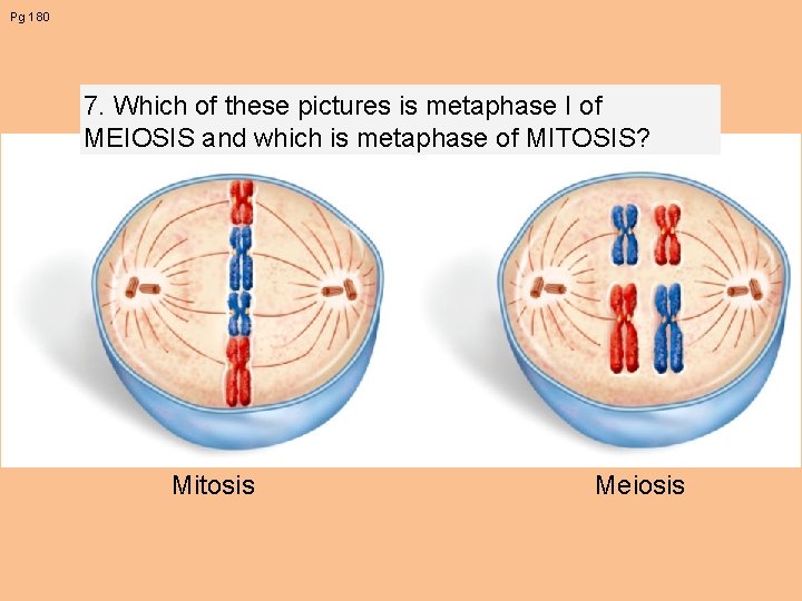 Pg 180 7. Which of these pictures is metaphase I of MEIOSIS and which