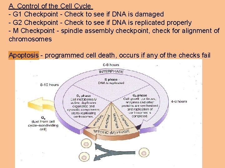 A. Control of the Cell Cycle - G 1 Checkpoint - Check to see