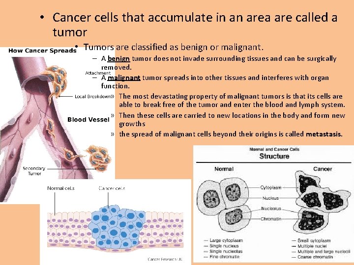 • Cancer cells that accumulate in an area are called a tumor •