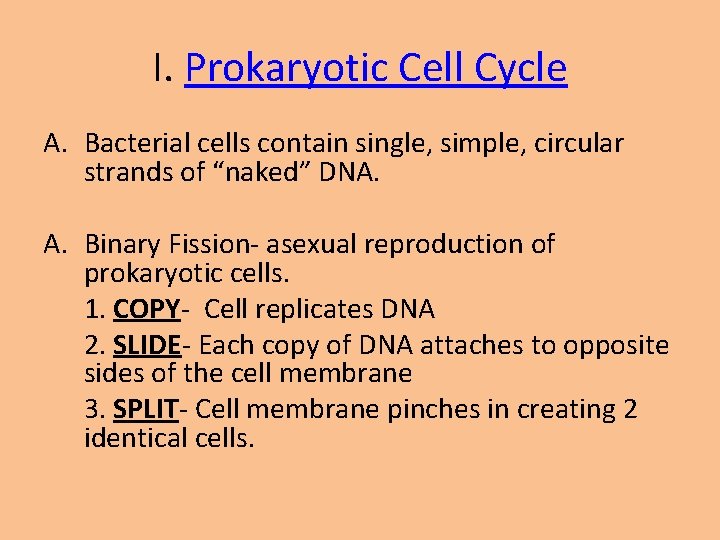 I. Prokaryotic Cell Cycle A. Bacterial cells contain single, simple, circular strands of “naked”