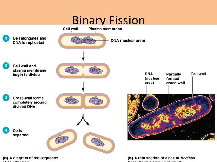 Binary Fission 