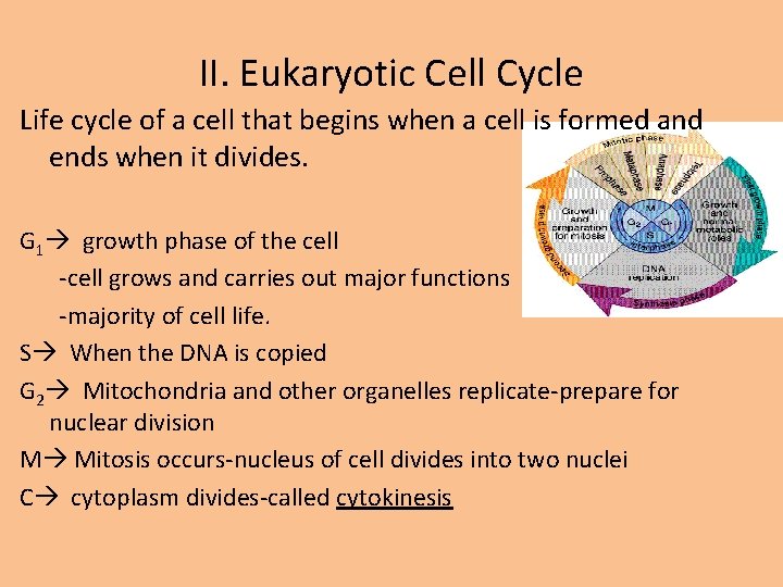 II. Eukaryotic Cell Cycle Life cycle of a cell that begins when a cell