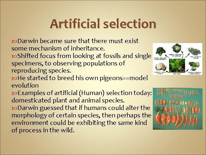 Artificial selection Darwin became sure that there must exist some mechanism of inheritance. Shifted