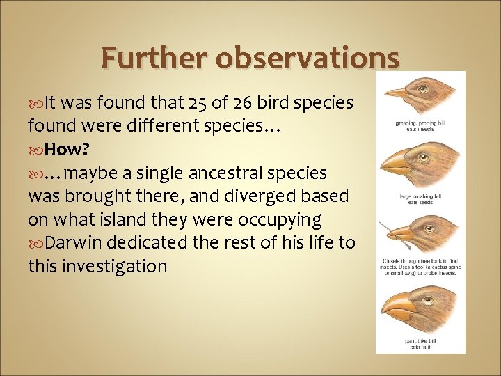 Further observations It was found that 25 of 26 bird species found were different