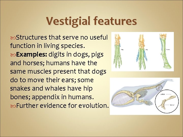 Vestigial features Structures that serve no useful function in living species. Examples: digits in