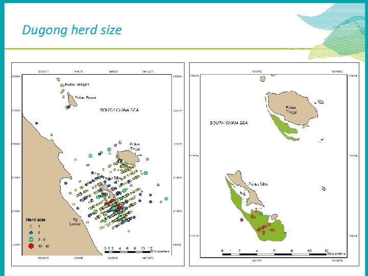 Dugong herd size 