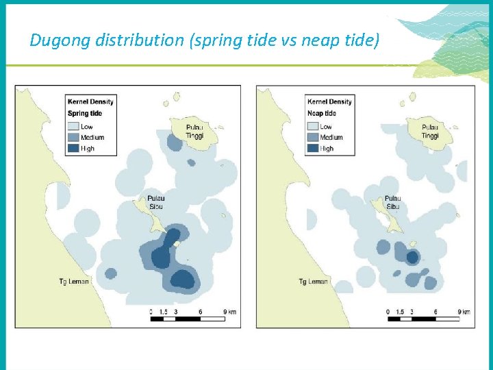 Dugong distribution (spring tide vs neap tide) 