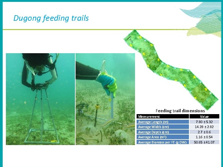 Dugong feeding trails Feeding trail dimensions Measurement Average Length (m) Average Width (cm) Average