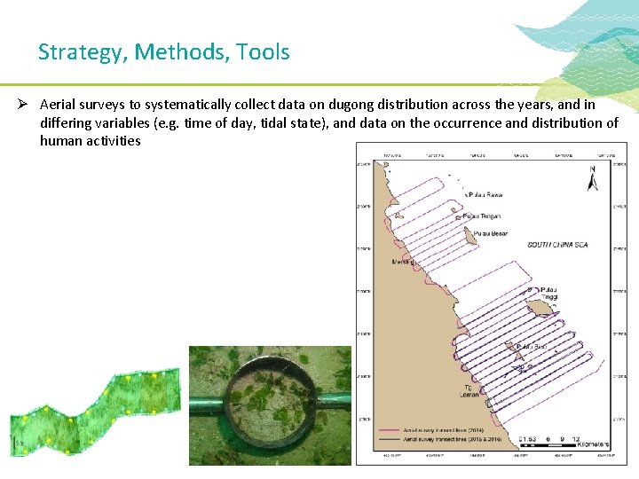 Strategy, Methods, Tools Ø Aerial surveys to systematically collect data on dugong distribution across