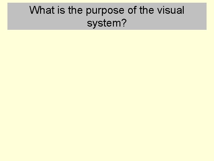 What is the purpose of the visual system? 