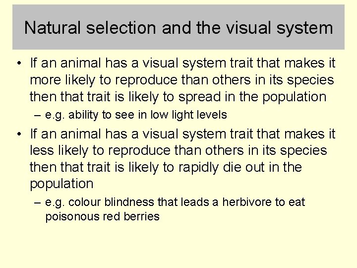 Natural selection and the visual system • If an animal has a visual system