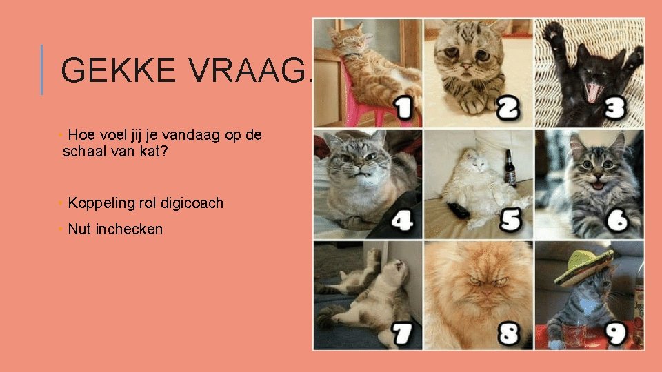 GEKKE VRAAG… • Hoe voel jij je vandaag op de schaal van kat? •