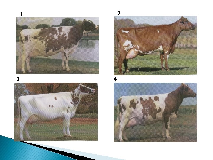 Dairy Judging 101 Robyn Bechtel Logan Horst What