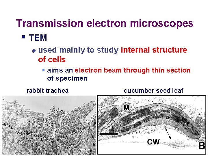 Transmission electron microscopes § TEM u used mainly to study internal structure of cells