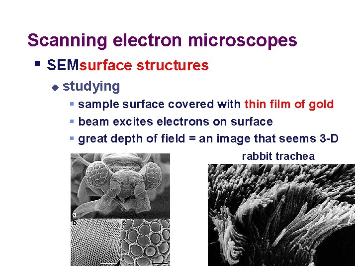 Scanning electron microscopes § SEMsurface structures u studying § sample surface covered with thin