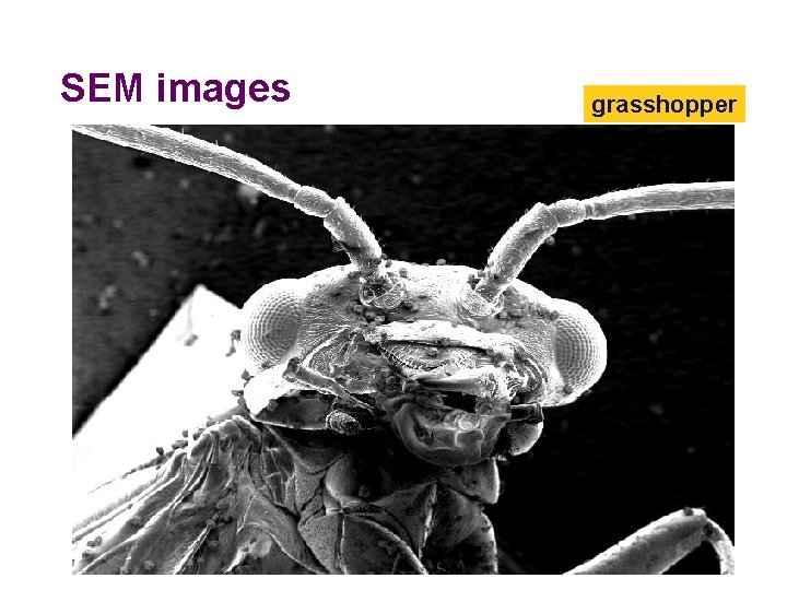 SEM images grasshopper 2005 -2006 