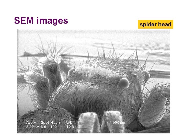 SEM images spider head 2005 -2006 