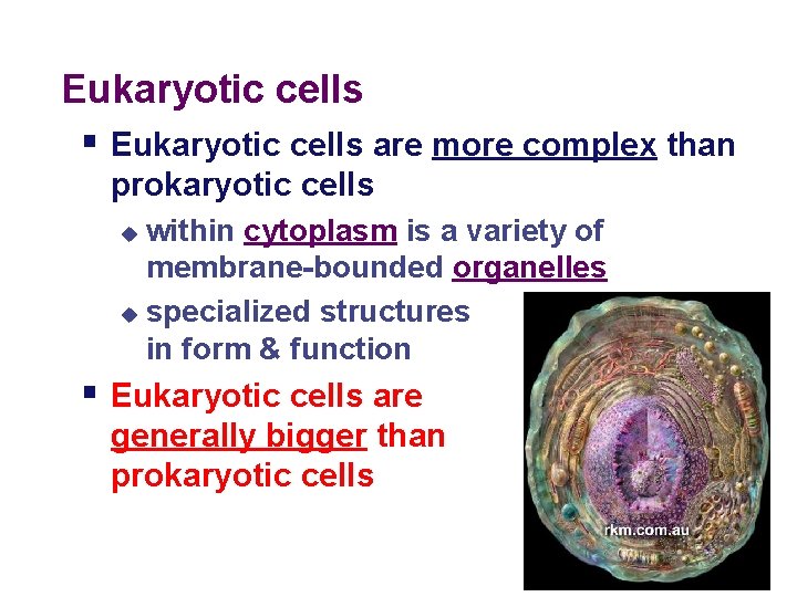 Eukaryotic cells § Eukaryotic cells are more complex than prokaryotic cells within cytoplasm is