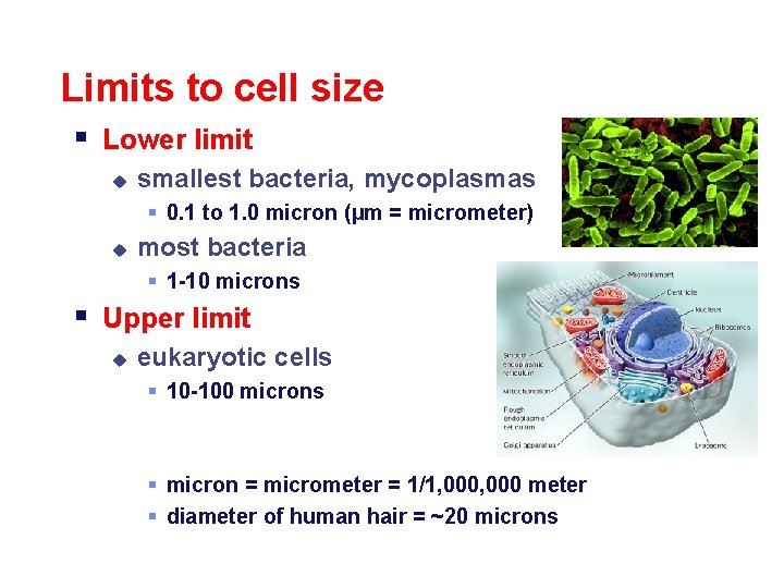 Limits to cell size § Lower limit u smallest bacteria, mycoplasmas § 0. 1