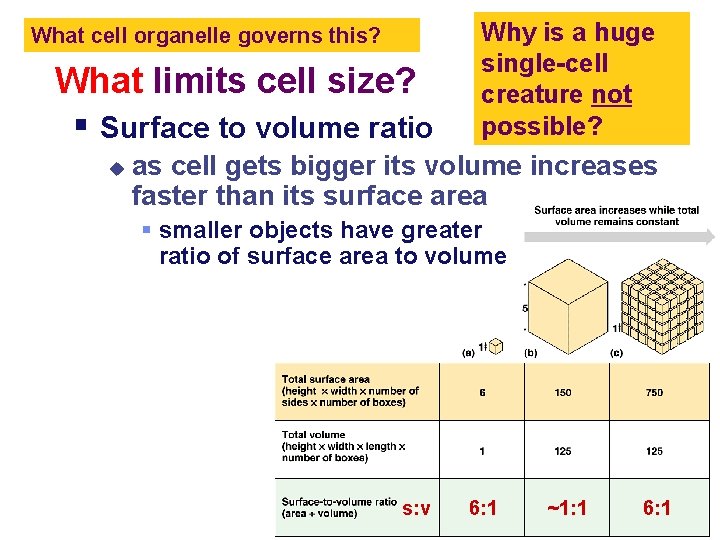 What cell organelle governs this? What limits cell size? § Surface to volume ratio