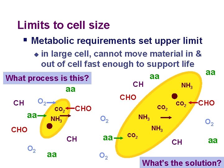 Limits to cell size § Metabolic requirements set upper limit in large cell, cannot