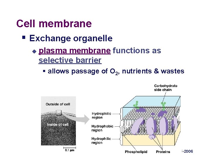 Cell membrane § Exchange organelle u plasma membrane functions as selective barrier § allows